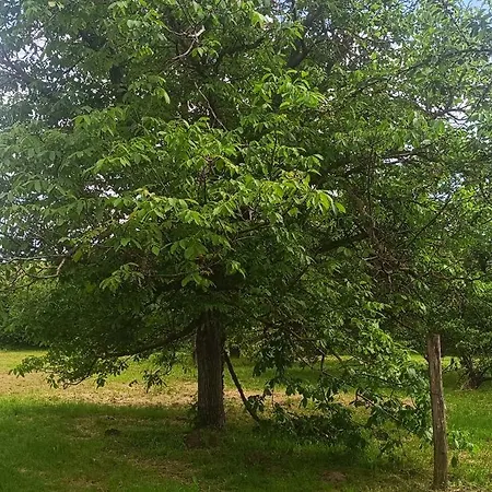 The Hidden Gem, 1 Bedroom, 1 Living Room, 4 Beds, Sleeps 5 Feriehus Siófok